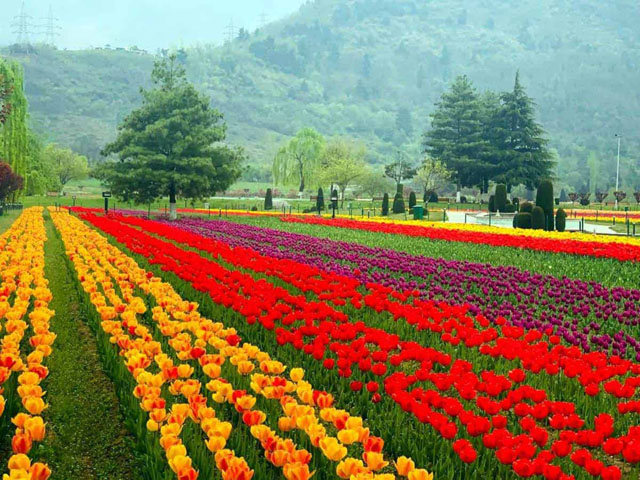 Kashmir Honeymoon Tour Packages